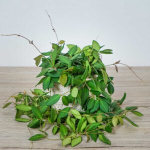hoya-burtoniae