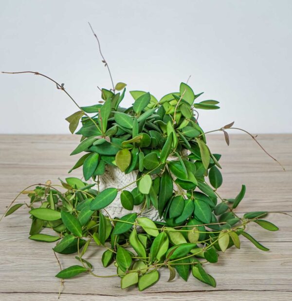 hoya-burtoniae