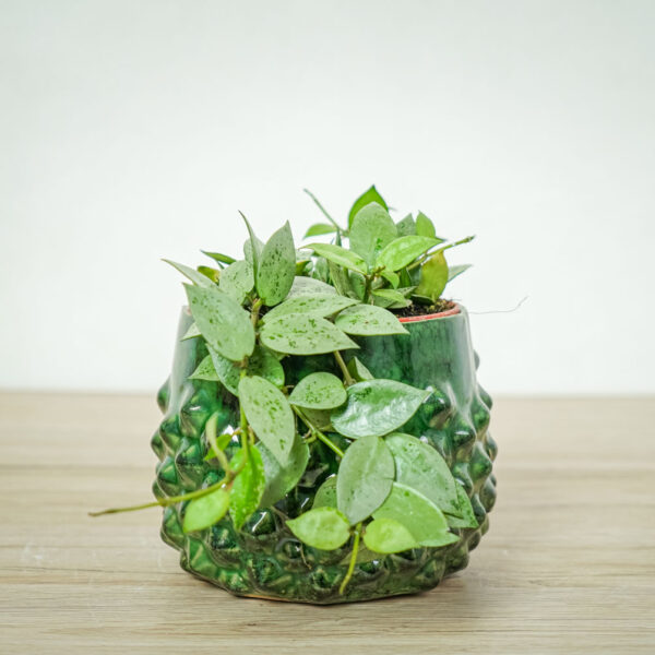 hoya-krohniana-eskimo hoya-krohniana-eskimo