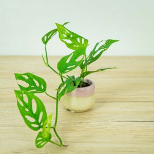 monstera-adansonii-laniata-baby