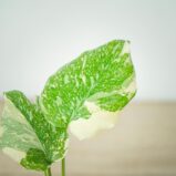 monstera-deliciosa-thai-constellation