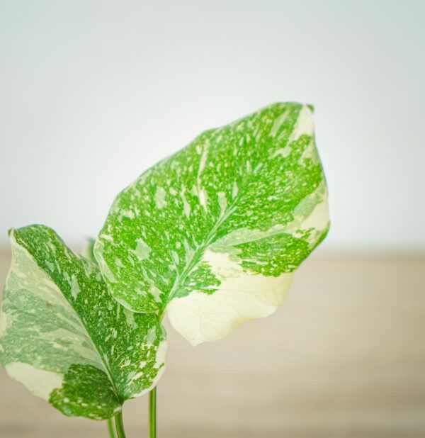 monstera-deliciosa-thai-constellation (2) monstera-deliciosa-thai-constellation