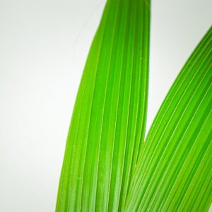 palma-kokosowa-cocos-nucifera