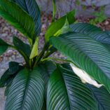 skrzydlokwiat-sensation-spathiphyllum