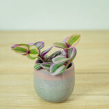 trzykrotka-nanouk-baby-tradescantia-albiflora