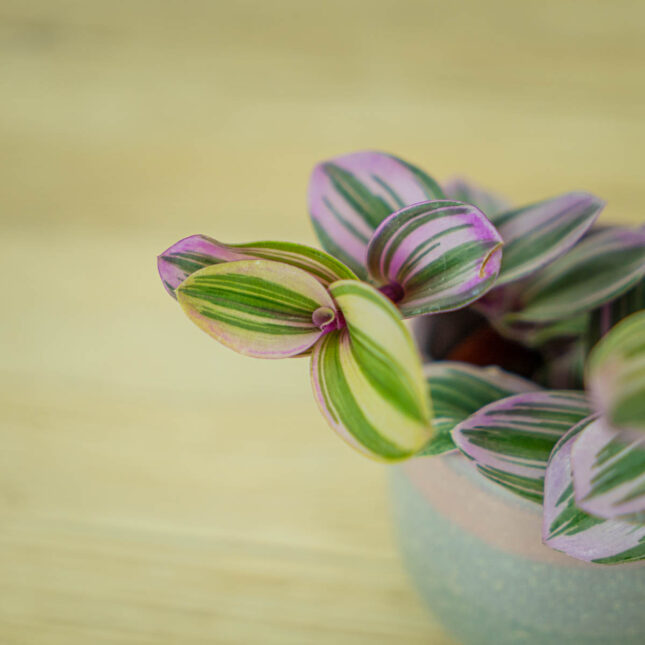 trzykrotka-nanouk-baby-tradescantia-albiflora (2) trzykrotka-nanouk-baby-tradescantia-albiflora