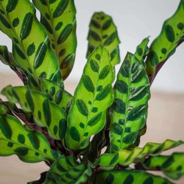 calathea-lancifolia calathea-lancifolia