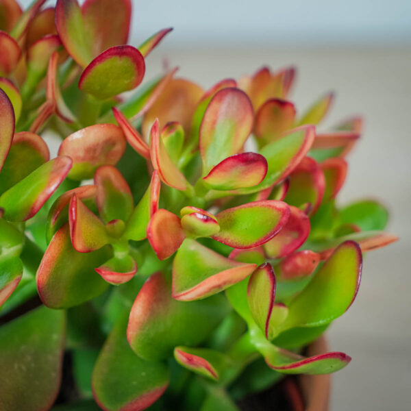 crassula-ovata-sunset-grubosz (3) crassula-ovata-sunset-grubosz