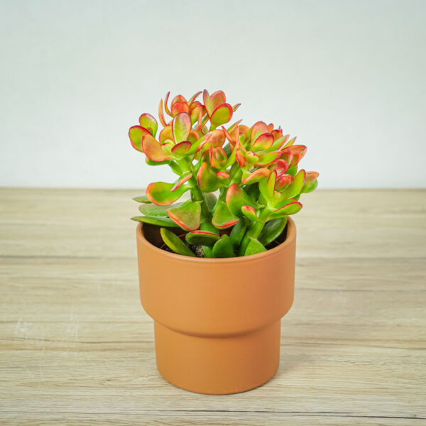 crassula-ovata-sunset-grubosz