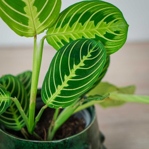 maranta-lemon-lime (2) maranta-lemon-lime