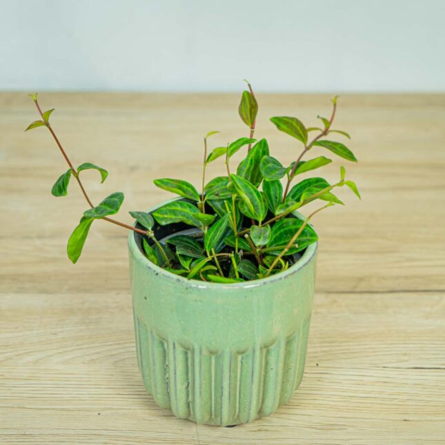 peperomia-angulata-rocca-scuro peperomia-angulata-rocca-scuro3