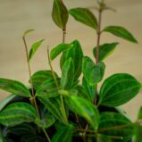 peperomia-angulata-rocca-scuro3
