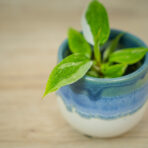 philodendron-white-princess-baby