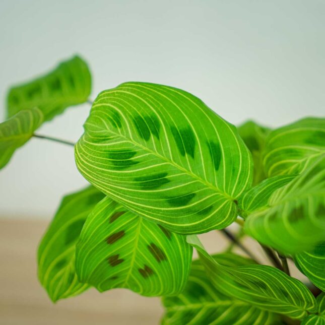 maranta-light-vein maranta-light-vein