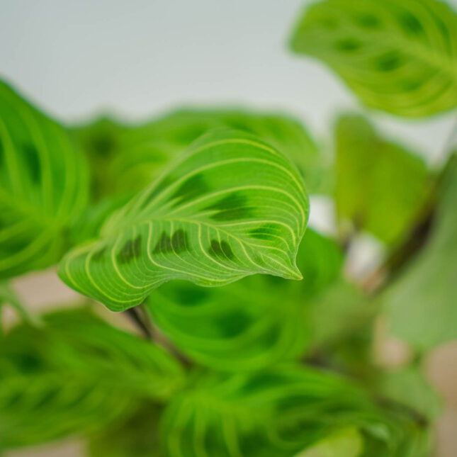maranta-light-vein maranta-light-vein