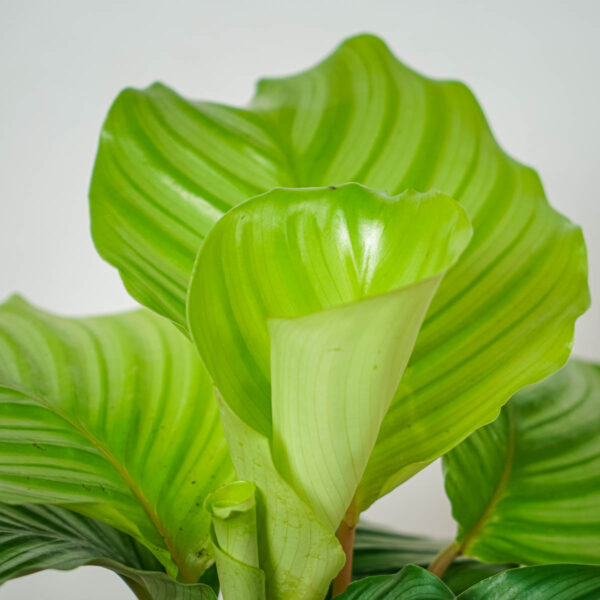 calathea-orbifolia calathea-orbifolia