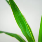 yucca-elephantipes-puck-juka