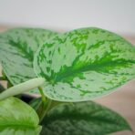 scindapsus-pictus-trebie