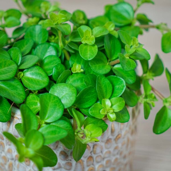 peperomia-rotundifolia peperomia-rotundifolia