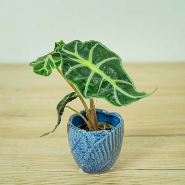 alokazja-polly-baby-alocasia alokazja-polly-baby-alocasia
