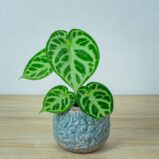 anthurium-silver-blush