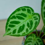 anthurium-silver-blush