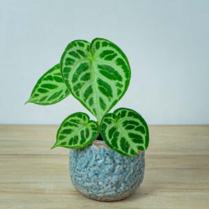 anthurium-silver-blush