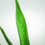 aspidistra-milky-way-aspidistra-elatior