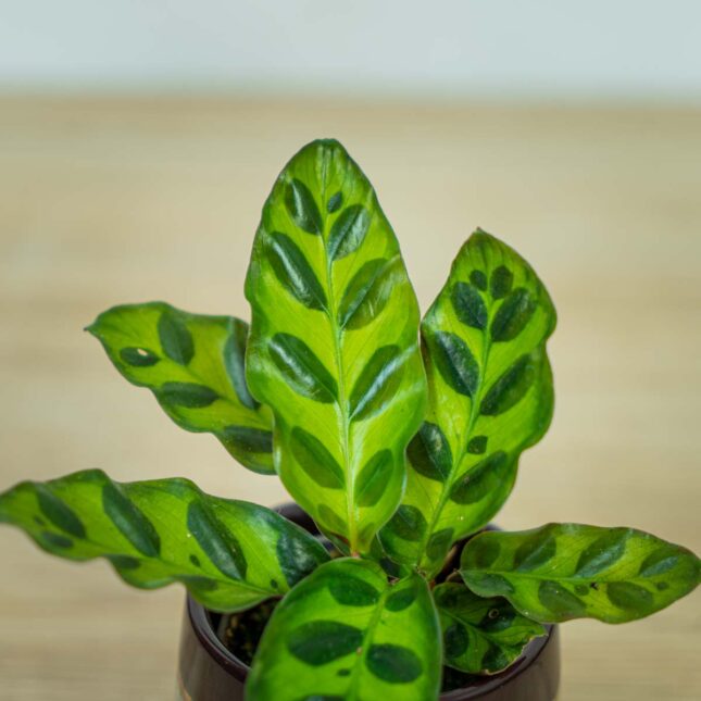 calathea-lancifolia-baby (2) calathea-lancifolia-baby
