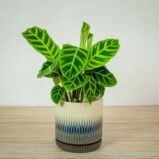 calathea-zebrina