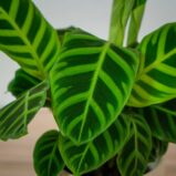 calathea-zebrina