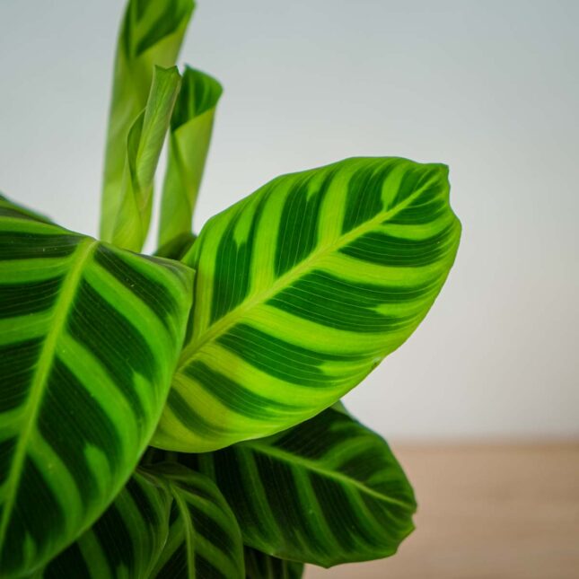 calathea-zebrina (3) calathea-zebrina