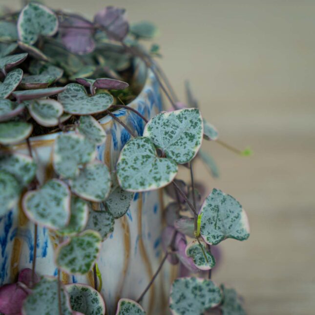 ceropegia-woodii-variegata (2) ceropegia-woodii-variegata