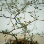 corokia-cotoneaster