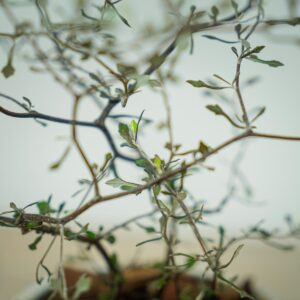 corokia-cotoneaster