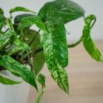 epipremnum-pinnatum-variegata