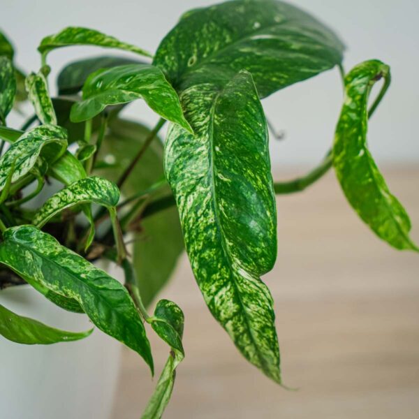 epipremnum-pinnatum-variegata (2) epipremnum-pinnatum-variegata
