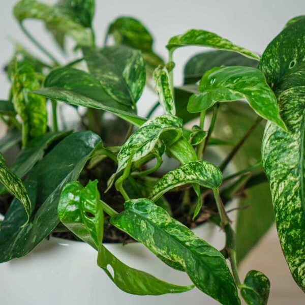 epipremnum-pinnatum-variegata (3) epipremnum-pinnatum-variegata