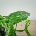 epipremnum-pinnatum-variegata