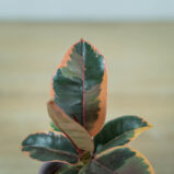fikus-elastica-belize-baby-ficus
