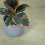 fikus-elastica-belize-baby-ficus