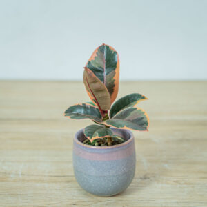fikus-elastica-belize-baby-ficus