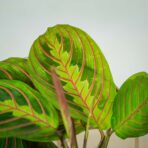 maranta-leuconeura-fascinator-tricolor
