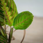 maranta-leuconeura-fascinator-tricolor