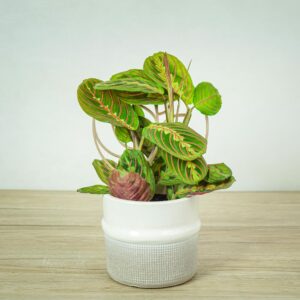maranta-leuconeura-fascinator-tricolor
