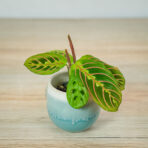 maranta-leuconeura-fascinator-tricolor