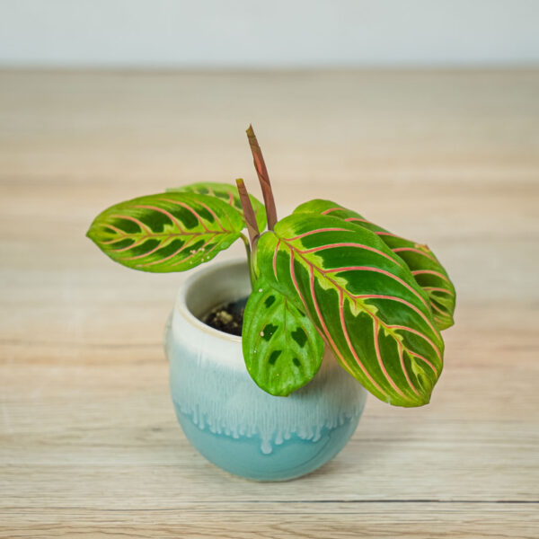 maranta-leuconeura-fascinator-tricolor