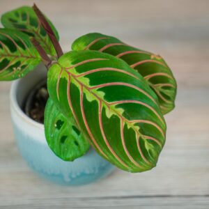 maranta-leuconeura-fascinator-tricolor