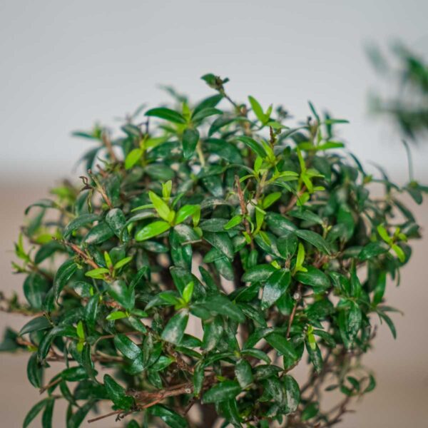 mirt-zwyczajny-myrtus-communis (2) mirt-zwyczajny-myrtus-communis