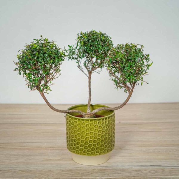 mirt zwyczajny myrtus communis